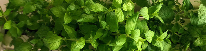 Grower’s Guide: cool off with peppermint this summer!